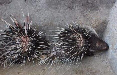 豪猪的养殖成本和利润分析（养殖豪猪需投资多少）