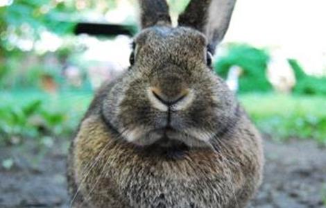 观赏兔