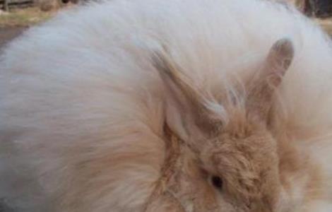 长毛兔拔毛注意事项 兔子拔毛怎么处理