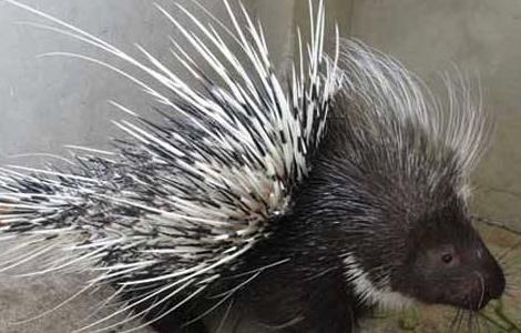 豪猪养殖的方向(豪猪怎么养殖 销路)