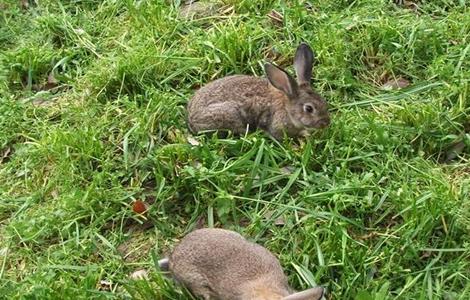 秋季兔子该如何管理（秋季兔子该如何管理冬天）
