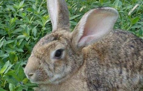 兔子 秋季 管理方法