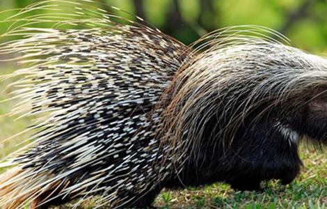 养殖豪猪该注意什么 养豪猪需要注意什么