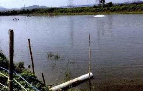 鲮鱼的养殖技术（鲮鱼养殖技术与利润）