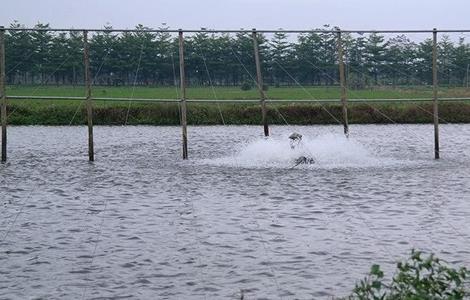 鱼塘要怎么消毒 鱼塘消毒最简单方法