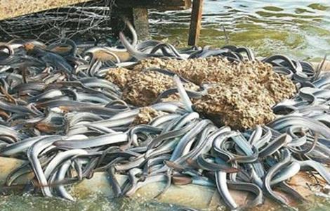 鳗鱼养殖条件 鳗鱼养殖条件要求