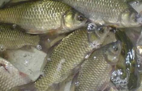 鲫鱼的养殖模式 鲫鱼如何养殖