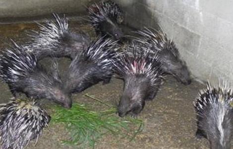 豪猪的养殖技术 豪猪的养殖技术和管理