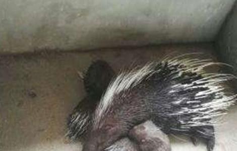 豪猪 养殖技术 饲养管理