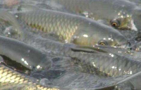 草鱼夏季如何养殖（草鱼夏季如何养殖）