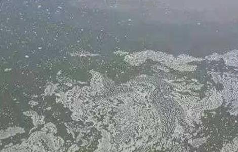 鱼塘倒藻原因及防止方法（池塘倒藻的原因及处理方案）