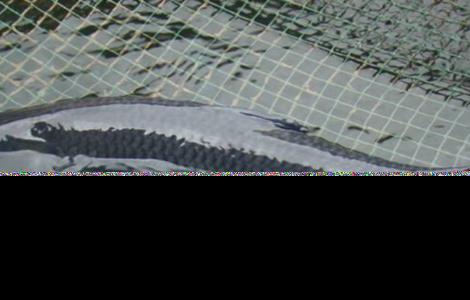 青鱼养殖的注意事项 青鱼养殖的注意事项有哪些