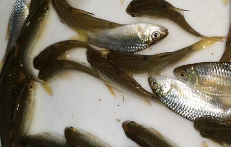 鲤鱼的育苗技术 鲤鱼的育苗技术有哪些