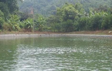 罗非鱼的养殖模式（罗非鱼的养殖模式图片）