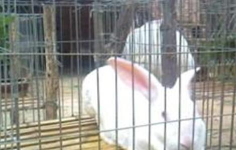 獭兔引种注意事项（养殖獭兔的注意什么）