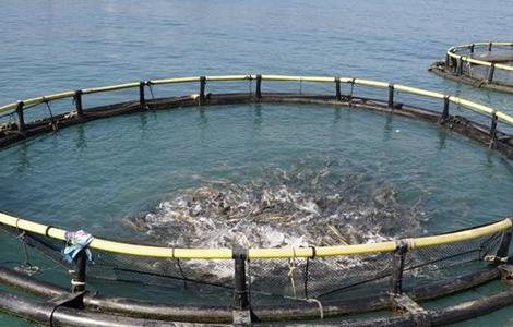 养鱼怎样提高饵料的利用率 养鱼怎样提高饵料的利用率视频