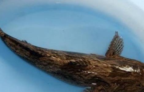 笋壳鱼养殖日常管理(笋壳鱼养殖基地)