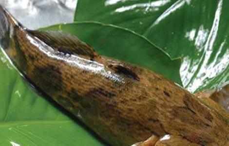 笋壳鱼人工繁殖技术(笋壳鱼人工繁殖技术视频)