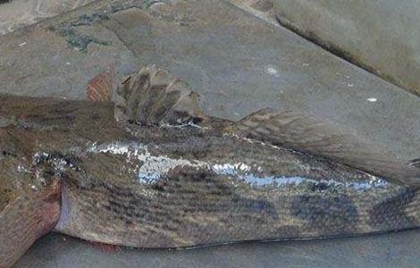 笋壳鱼疾病防治技巧（笋壳鱼病毒病怎么处理）