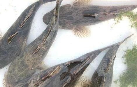 笋壳鱼养殖注意事项(笋壳鱼养殖注意事项和禁忌)