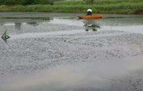 梅雨季节养殖塘该怎么管理（梅雨季节养殖注意）