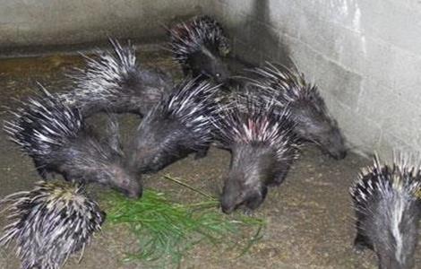 豪猪的繁殖技术（豪猪的繁殖技术有哪些）