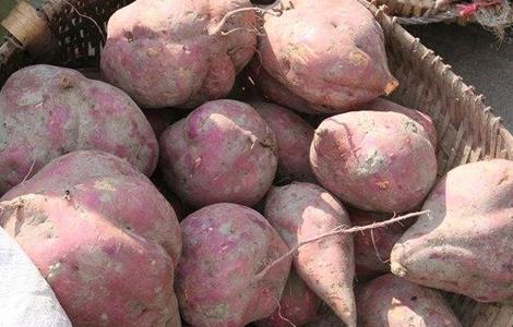 豪猪喂养技术 豪猪喂养技术视频