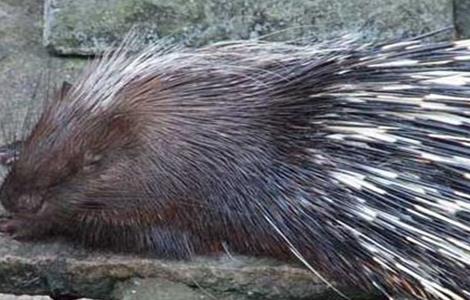 豪猪拉肚子怎么办（大猪拉稀怎么办?）