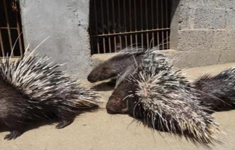 养豪猪失败的原因（养豪猪失败的原因有哪些）