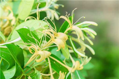 种金银花赚钱吗（种金银花能赚多少钱）