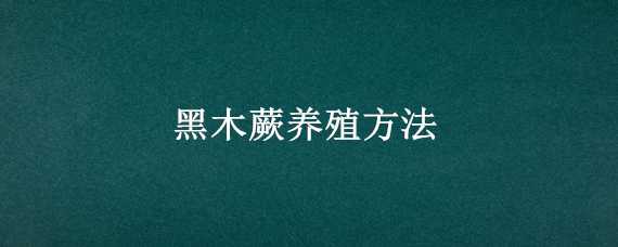 黑木蕨养殖方法（黑木蕨怎么养）