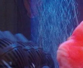 财神鱼图片 财神鱼图片大全