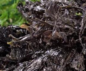 吃紫菜的好处有哪些 吃紫菜的好处和坏处