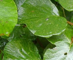 毛冬瓜的功效与作用 毛冬瓜的药用价值