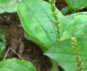 哪些野菜能治癌症（哪些野菜能治癌症鱼）