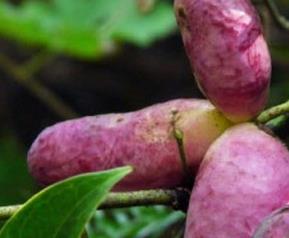 八月瓜的功效与作用 八月瓜的功效与作用怎么吃