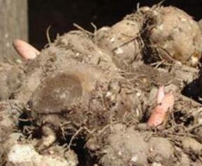 魔芋是什么（魔芋是什么做的）