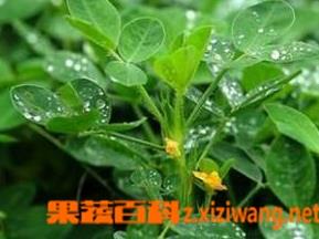 花生叶的药用价值和功效 花生叶的作用和功效 花生叶的药用价值