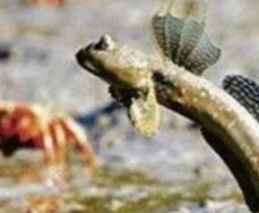 跳跳鱼的营养价值与功效（跳跳鱼的药用价值）