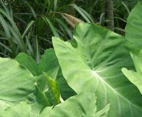 芋头叶的功效与作用 芋头叶子有什么功效