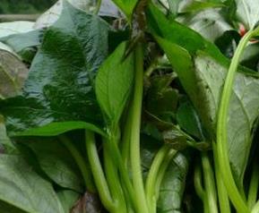 红薯苗怎么做好吃（红薯苗可以吃吗怎么做呀）