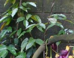 大血藤的作用和功效（大血藤的作用与功效）