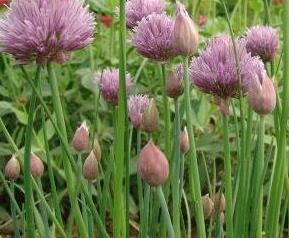 圆葱与细香葱的区别（圆葱与细香葱的区别是什么）