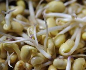 黄豆芽的功效与作用 孕期吃黄豆芽的功效与作用