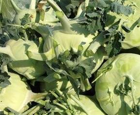 苤蓝的营养价值与功效作用（苤蓝有什么功效和作用）