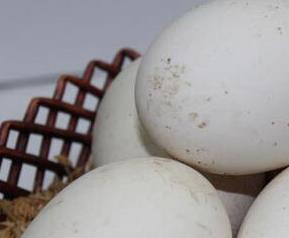 吃鹅蛋的好处有哪些（请问吃鹅蛋有什么好处）