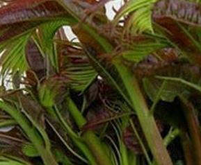 香椿芽的营养价值与功效（香椿芽的营养和功效）