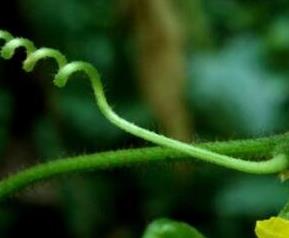 野黄瓜的功效与作用（野山黄瓜的功效与作用）