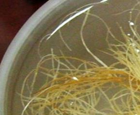 玉米须泡水喝的禁忌 玉米须泡水喝的禁忌和副作用