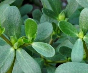 马齿苋的药用价值与功效 马齿苋的药用价值功效与作用